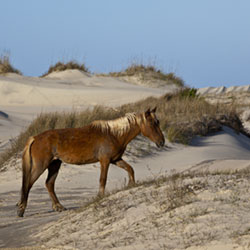 the Outer Banks, North Carolina